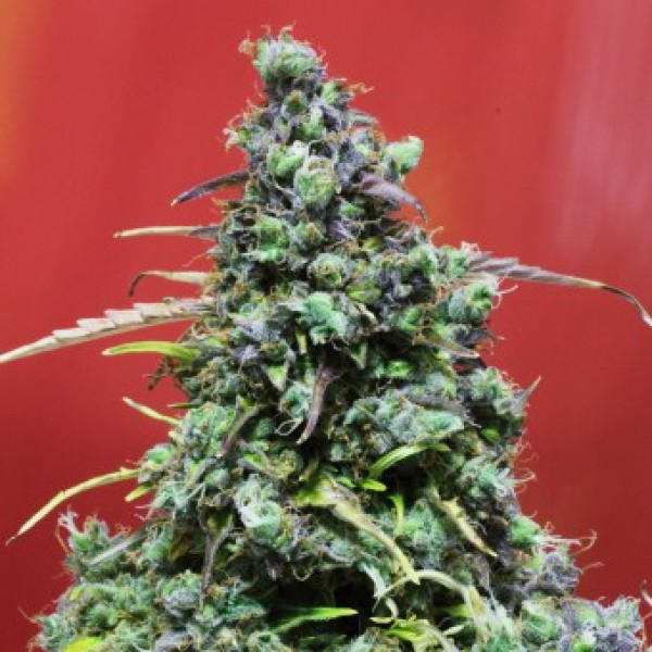 Auto Speed Devil Silver