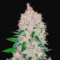 Auto Stardawg Feminised Silver