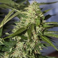 Насіння Auto Super Mazar Silver regular