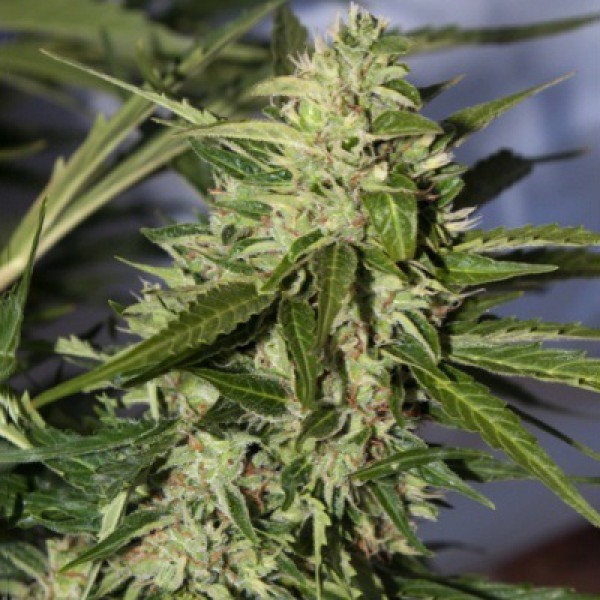 Auto Super Mazar Silver regular