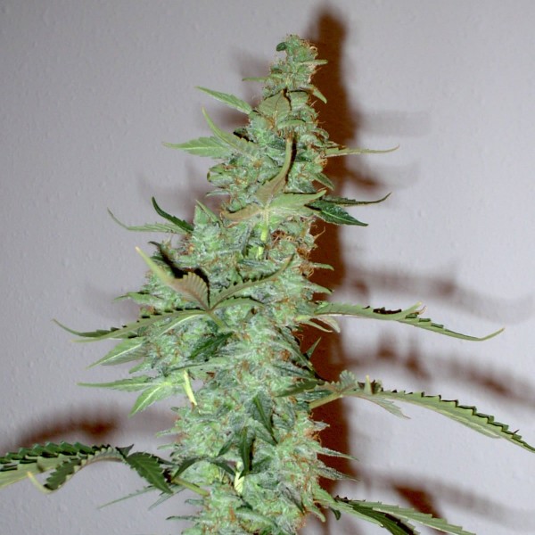 Auto Supersonic Cristal Storm Silver