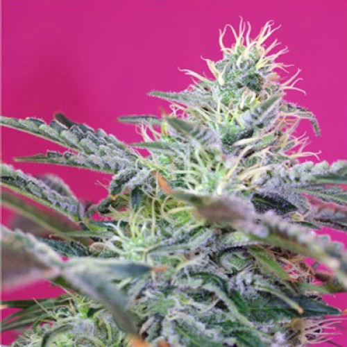 Auto Sugar Cheese Silver