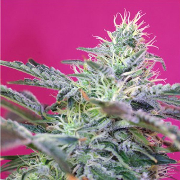 Auto Sugar Cheese Silver