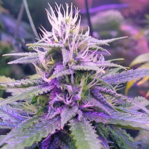 Auto Tangarine Dream Feminised Silver