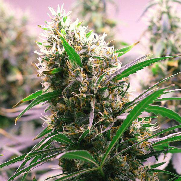 Auto Ultimate Feminised Silver