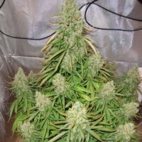 Auto Ultimatum Feminised Silver