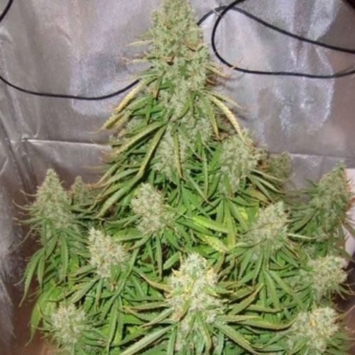 Auto Ultimatum Feminised Silver