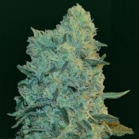 Auto Ultra Power Plant Feminised Silver