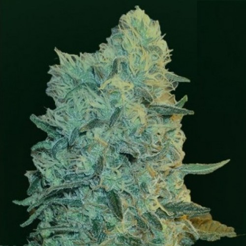 Auto Ultra Power Plant Feminised Silver