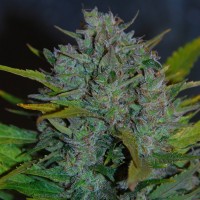 Auto Ultraviolet Silver regular