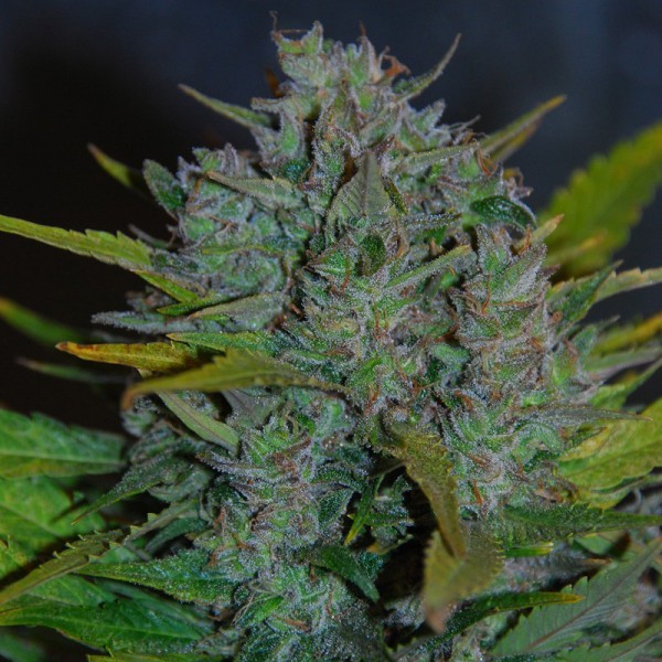 Auto Ultraviolet Silver regular