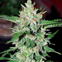 Auto Vertigo Feminised Silver