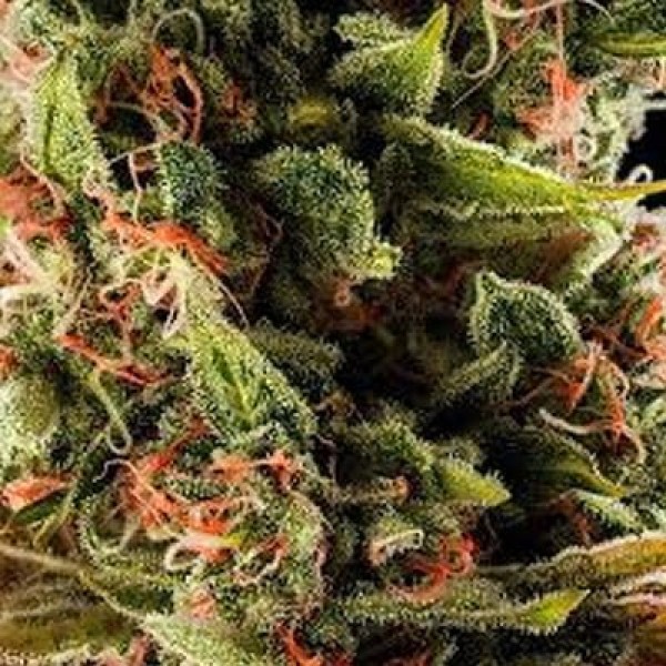 Auto Vesta Feminized Silver seeds