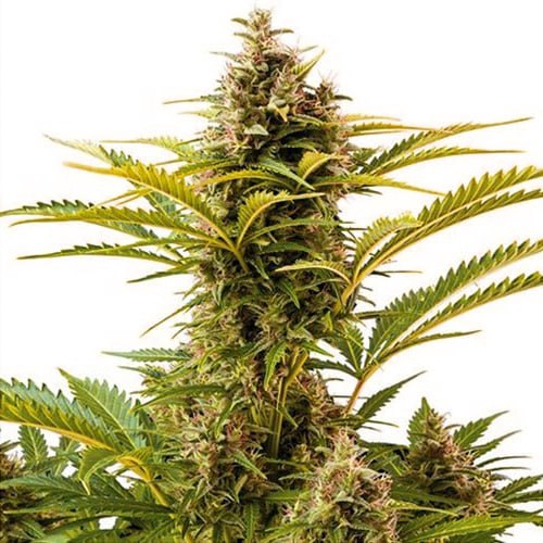 Auto Vesta Feminized Silver seeds