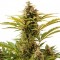 Auto Vesta Feminized Silver seeds