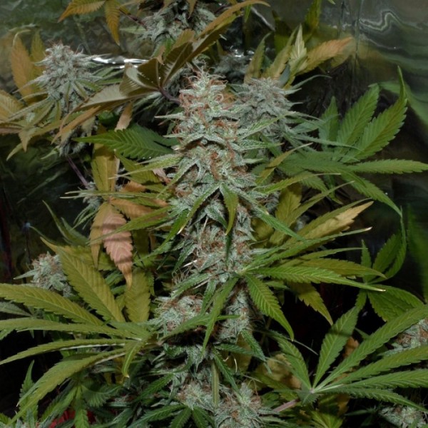Auto White Diesel Haze Feminised Silver