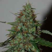 Auto Wild Thailand Ryder Feminised Silver