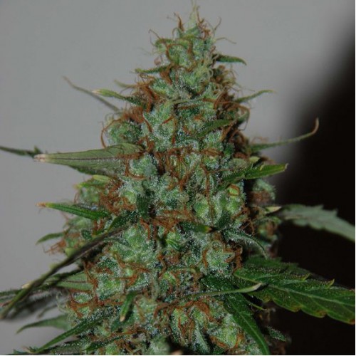 Auto Wild Thailand Ryder Feminised Silver