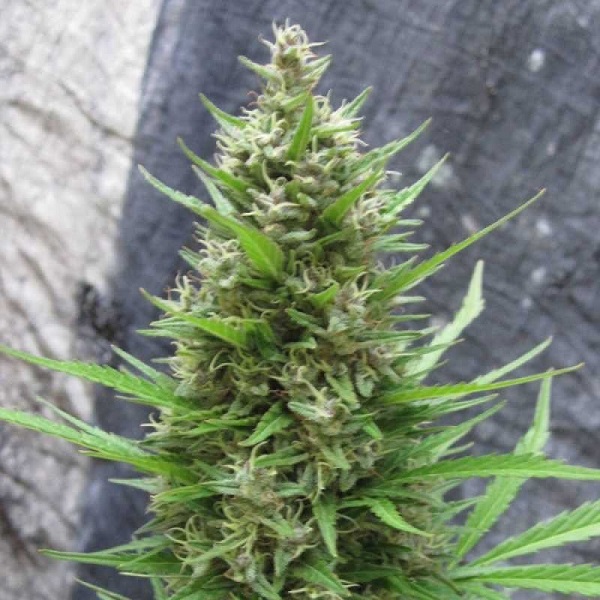 Auto Jack Herer Silver