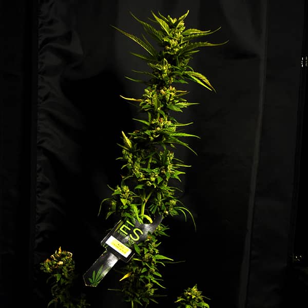 Насіння Auto Cinderella Jack Feminised Silver