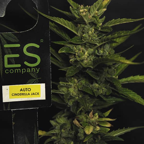 Насіння Auto Cinderella Jack Feminised Silver