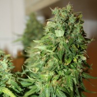 Big Bang x Lowryder Silver