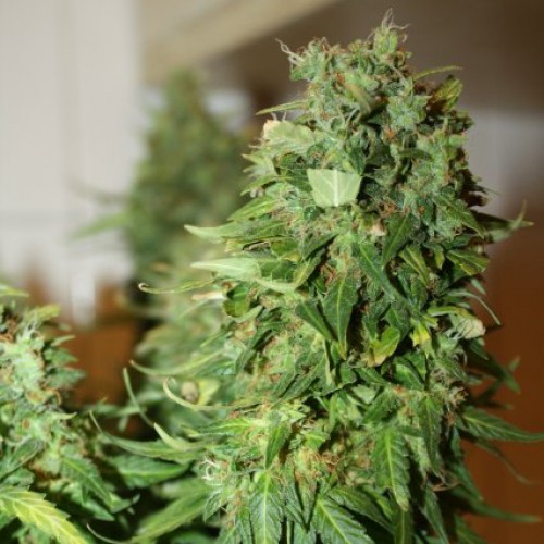 Big Bang x Lowryder Silver