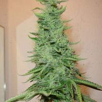 Big Bud Silver
