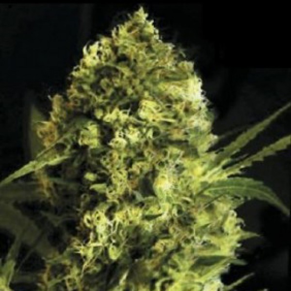 Gigant Devil Feminised Silver