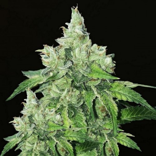 Birthday Cake Feminised Silver