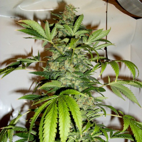 Black Russian Feminised Silver