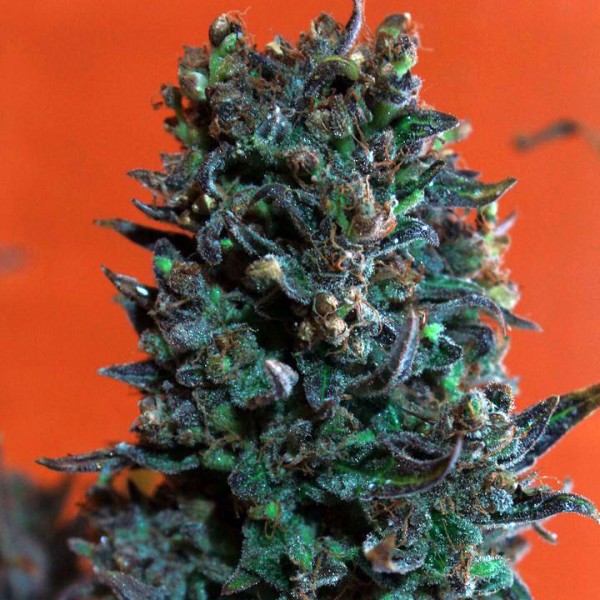 Black Spider Feminised Silver