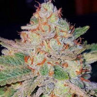 Blue Mango Feminised Silver