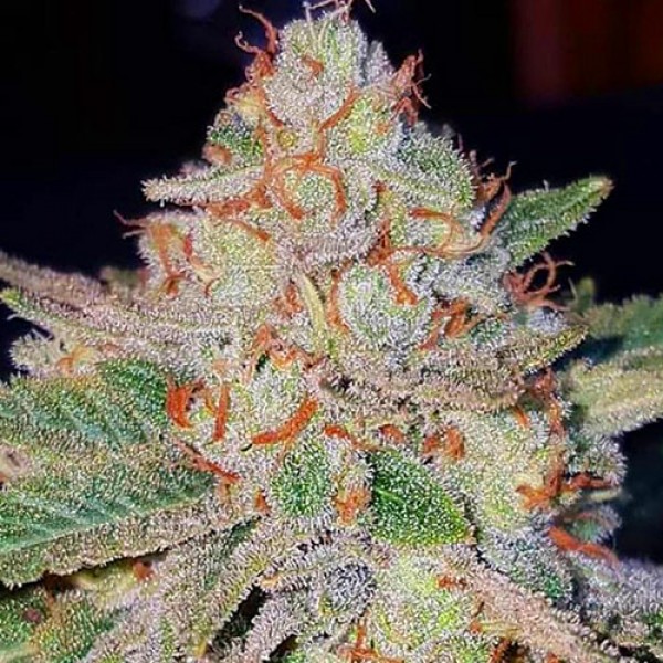 Blue Mango Feminised Silver