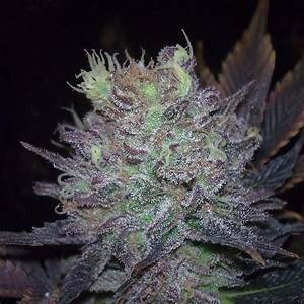 Blue Widow Feminised Silver