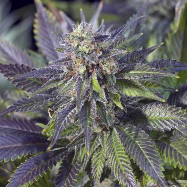 Blue Widow Feminised Silver