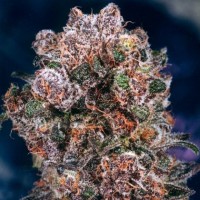 Blueberry Feminised Silver