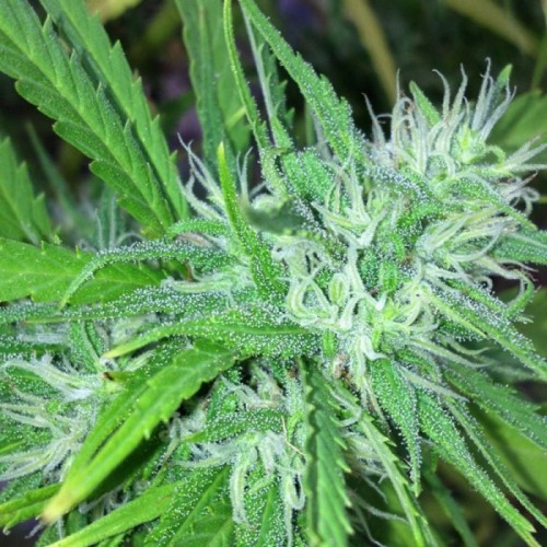 Brazil Sativa Silver