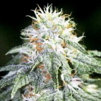 Bubble Gum Silver regular