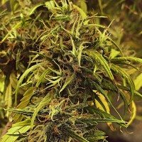 Bubblelicious Feminised Silver