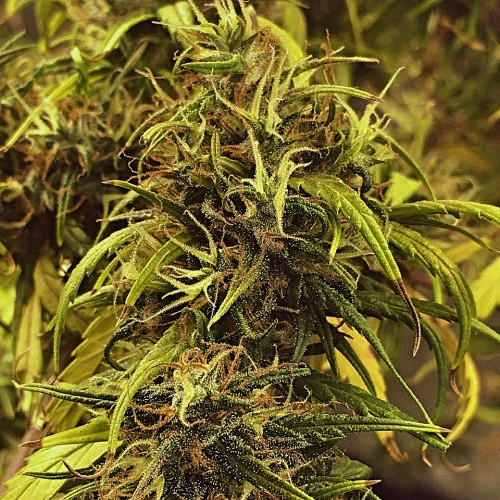 Bubblelicious Feminised Silver