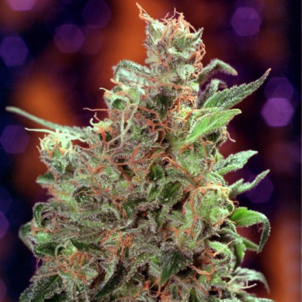 Californian Orange Silver