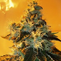 Chemdog Feminised Silver