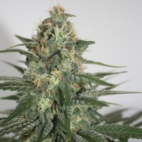 Chill-OM Feminised Silver