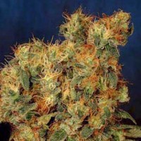 Насіння Chill OM x Lowryder Silver regular