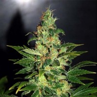 Chronic Feminised Silver