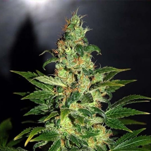 Chronic Feminised Silver