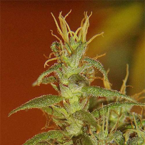 Colombian Gold Feminised Silver