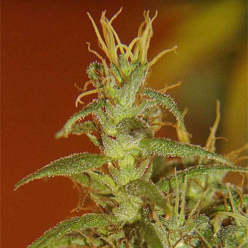 Colombian Gold Silver