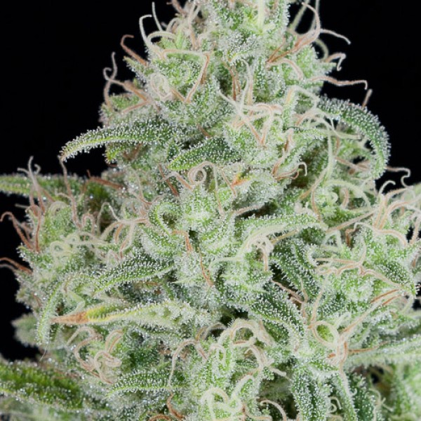 Critical Jack Feminised Silver